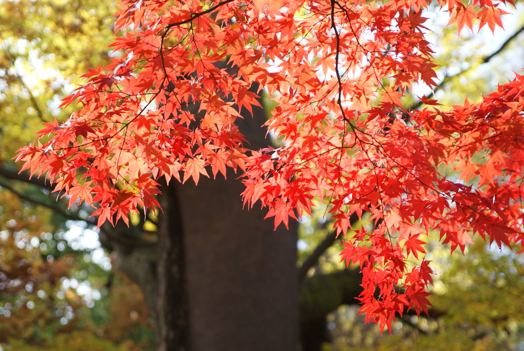 韓国でも紅葉は一緒ニダ-03