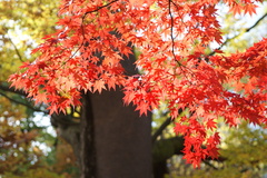 韓国でも紅葉は一緒ニダ-03