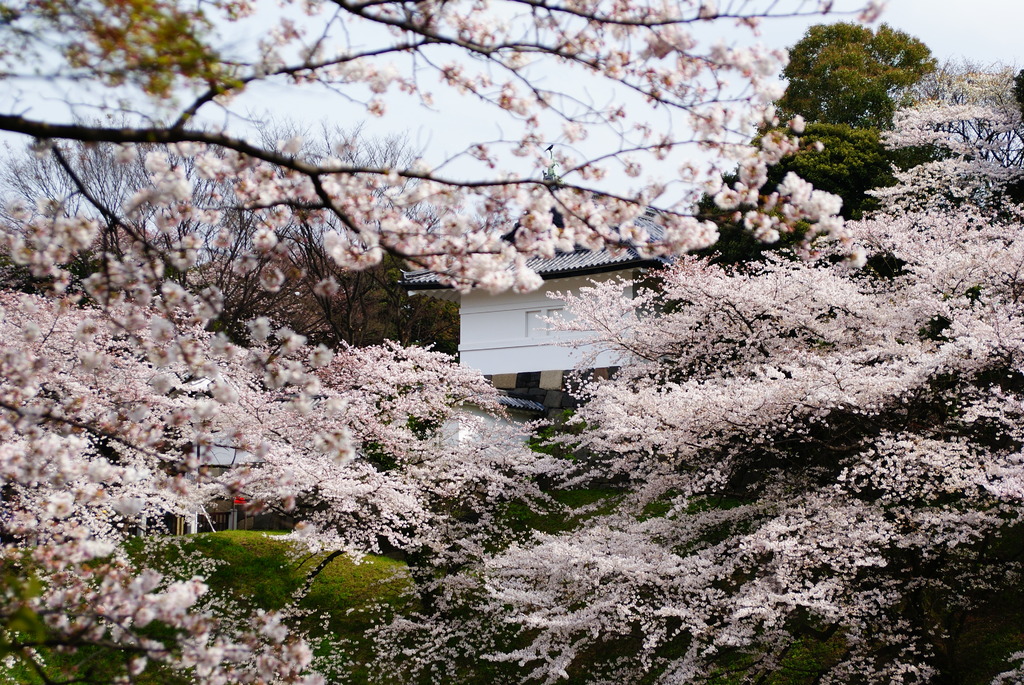 城と桜