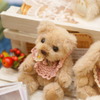 かわいらしいクマさんたち