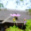 ニョキ