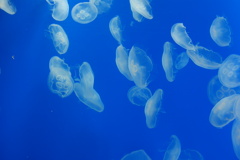 すみだ水族館