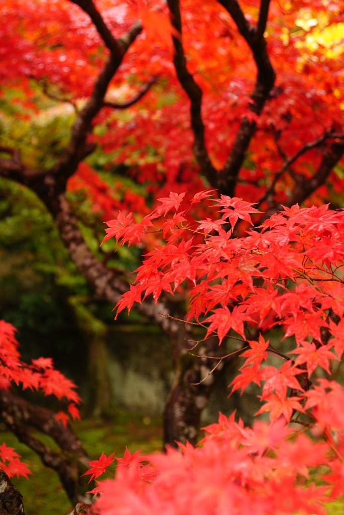 【京都】嵯峨野にて