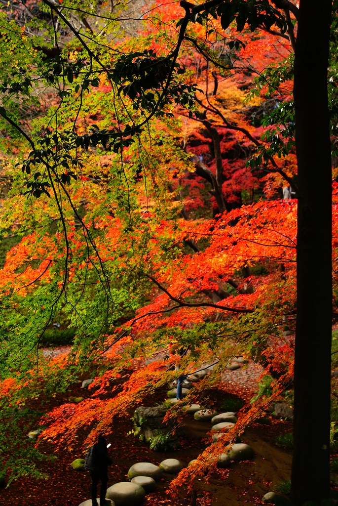 小石川後楽園の紅葉6