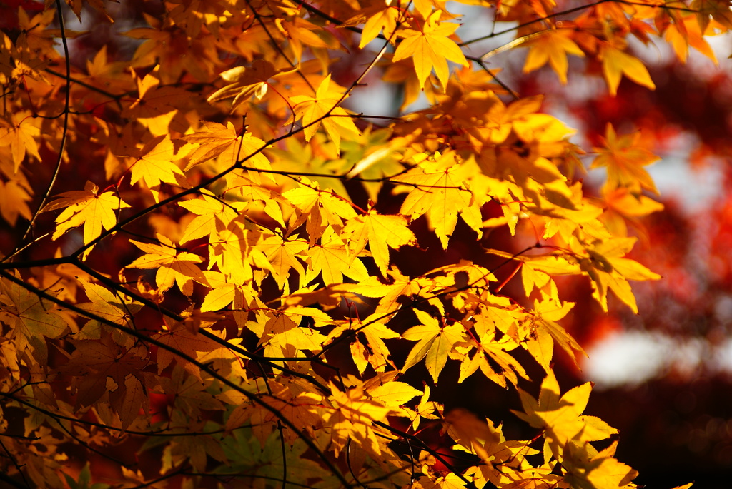 小石川後楽園の紅葉7