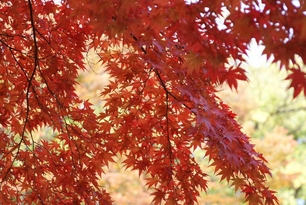 韓国でも紅葉は一緒ニダ-09