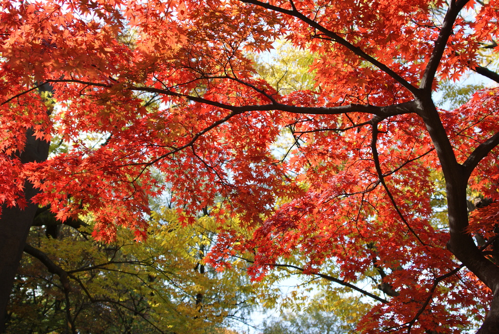 韓国でも紅葉は一緒ニダ-01