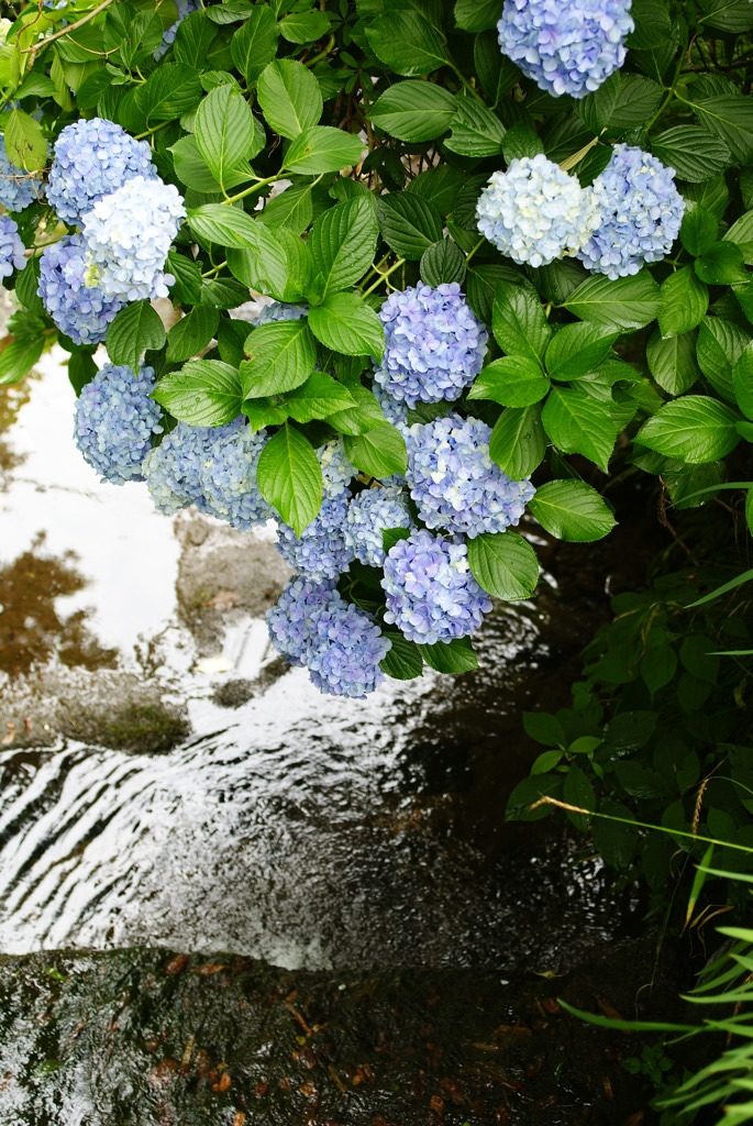 【鎌倉】明月院への道で・壱