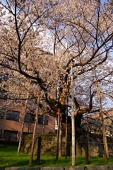 盛岡の石割桜