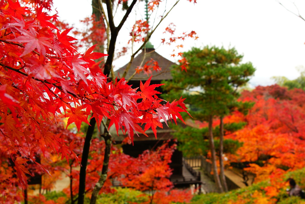 【京都】常寂光寺にて