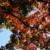 鎌倉の紅葉