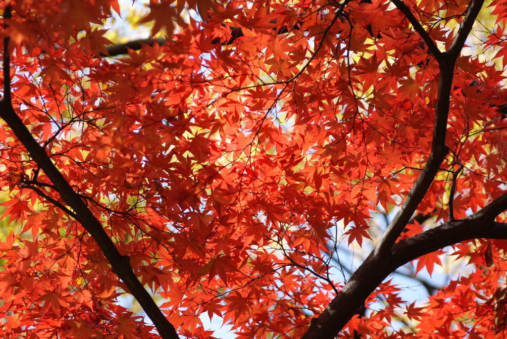 韓国でも紅葉は一緒ニダ-06