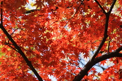 韓国でも紅葉は一緒ニダ-06