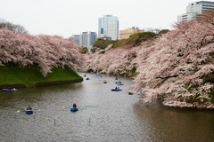 桜を愛でる人たち