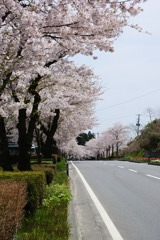 中尊寺へ抜ける街道