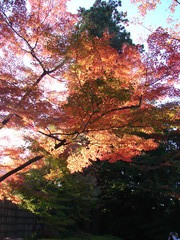 会津の紅葉04