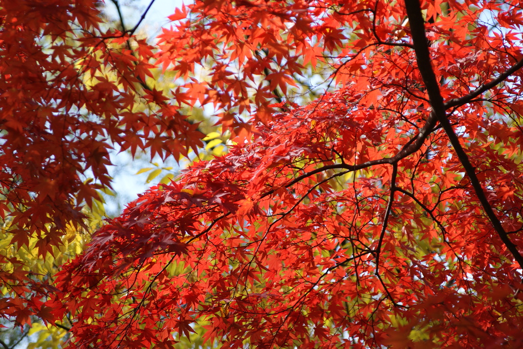 韓国でも紅葉は一緒ニダ-10
