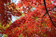 韓国でも紅葉は一緒ニダ-10