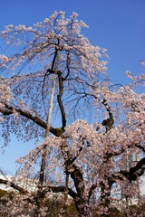 空の青と桜の白