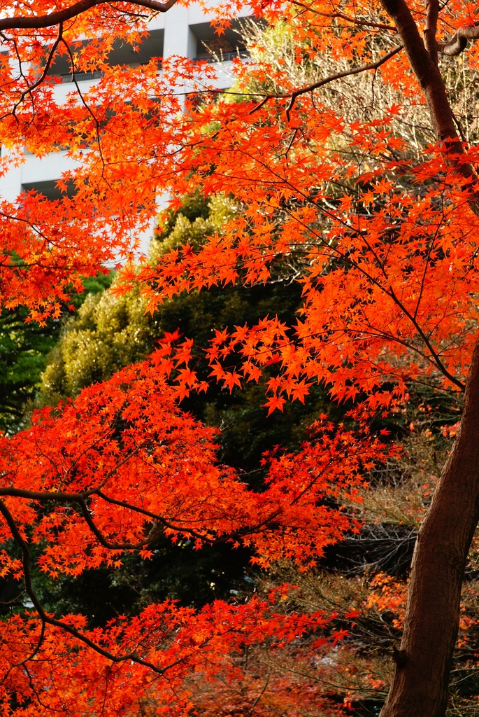 小石川後楽園の紅葉９