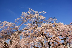 空の青と桜の白