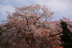 【鎌倉】建長寺