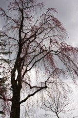 角館の枝垂れ桜