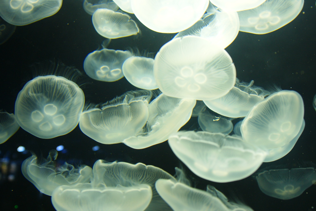 すみだ水族館