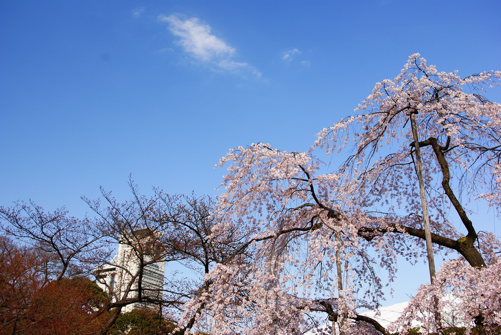 空の青と白の桜