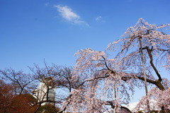空の青と白の桜