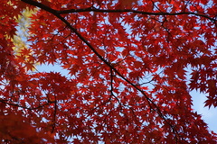 韓国でも紅葉は一緒ニダ-08