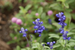 DSC03598