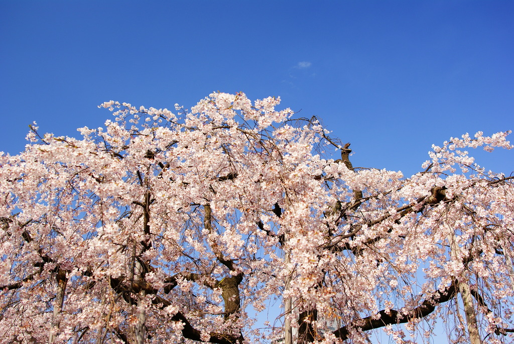 空の青と桜の白