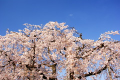 空の青と桜の白