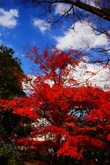 小石川後楽園の紅葉4