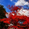 小石川後楽園の紅葉4