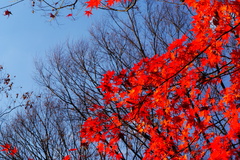 小石川後楽園の紅葉3