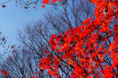小石川後楽園の紅葉3
