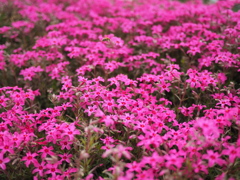 芝桜