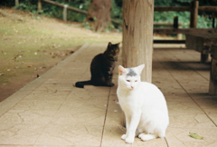 ねこ