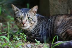 野良猫