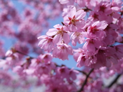 花見山2