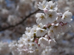 花見山3