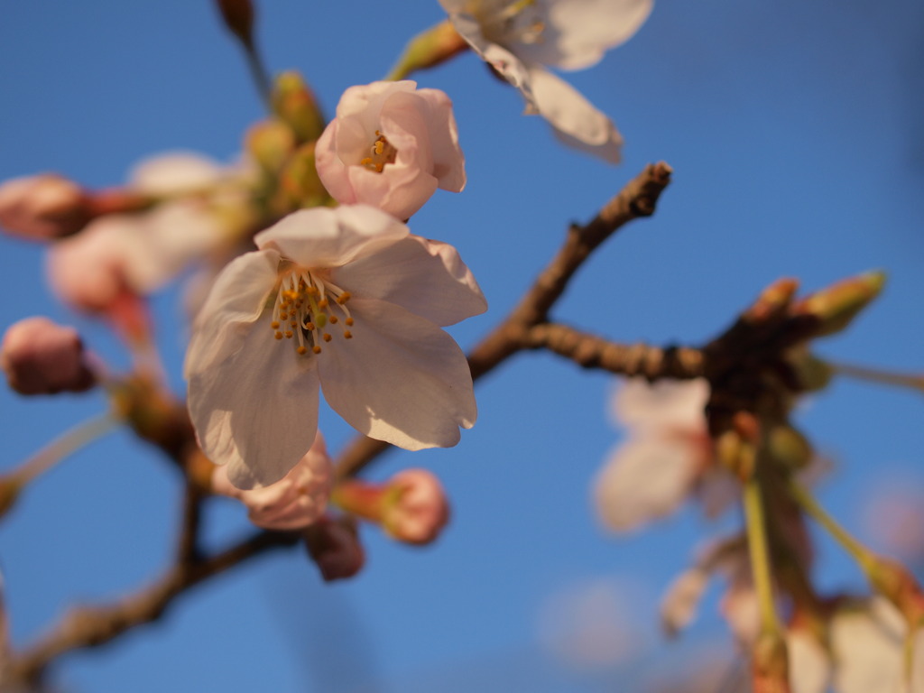 夕方の桜１