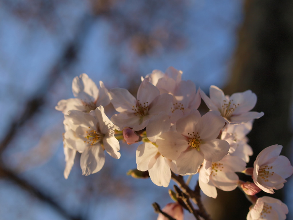 夕方の桜２