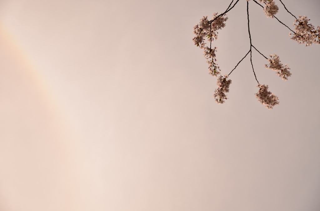 光と桜
