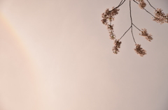 光と桜