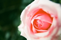 薔薇