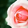薔薇