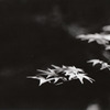 Monochrome_3